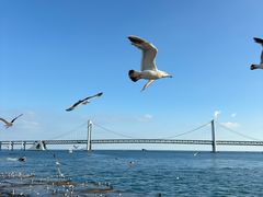 -星海湾跨海大桥