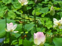 -莲花池公园