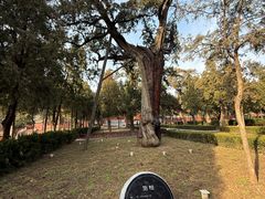 -中岳庙