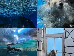 -海合安武汉极地海洋公园