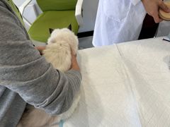 -艾吉宠物医院·疑难杂症转诊中心·猫友好(碧江路院)
