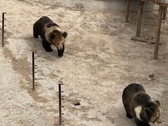 -青藏高原野生动物园