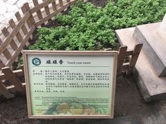 -上海都市菜园