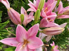 -花开海上生态园