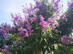 -大嶝英雄三岛战地观光园