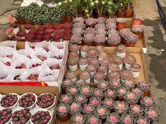 -双季花艺园艺市场(浦东店)