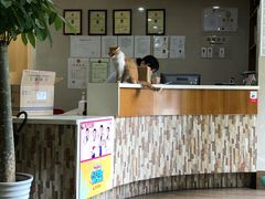 -爱侣·安琦尔宠物医院·中兽医针灸·心内科·狂犬免疫点(宝山区院)