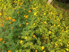 -大兴滨河森林公园