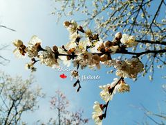 -阳台山自然风景区