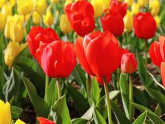 -石家庄市植物园