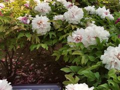 -莲花池公园