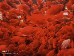 -太平洋海底世界