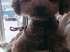 -艾贝尔宠物医院·24H转诊中心·肿瘤猫专科(江宁双龙店)