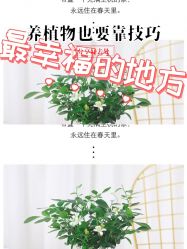 -标婷维生素E乳