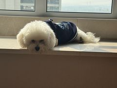 -瑞派宠物医院·犬猫全科·猫友好(宾水西道店)