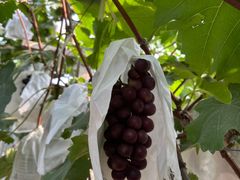 -马陆小张葡萄园农家乐