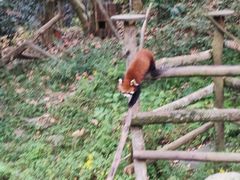-都江堰中华大熊猫苑
