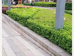 -lululemon(天环广场店)