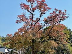 -塔川景区