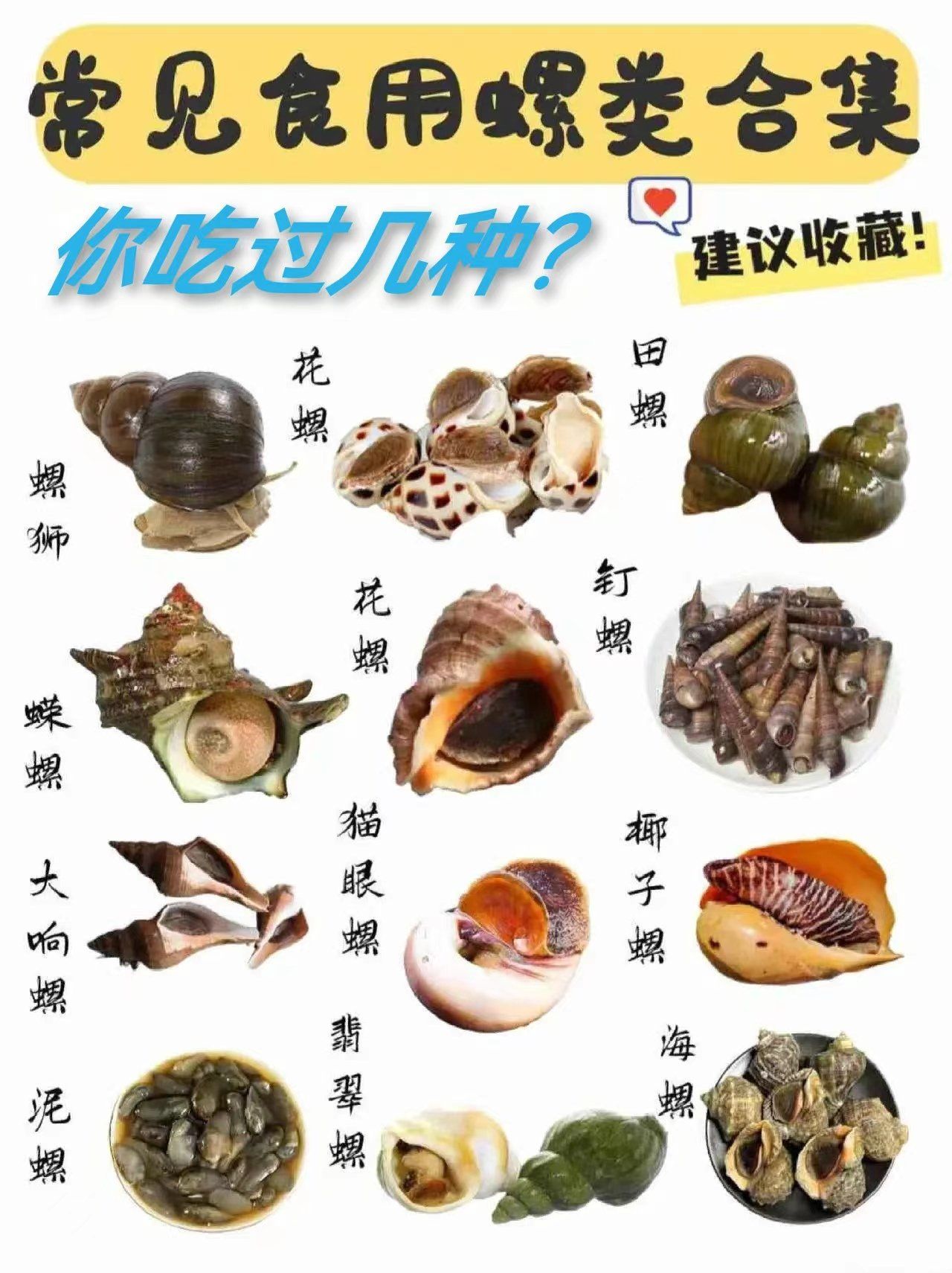 02猫眼螺:
含有蛋白质,脂肪,矿物