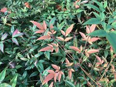 -白塘生态植物园