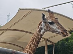 -泉州海丝野生动物世界