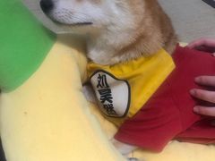 -逗柴咖啡屋·狗咖猫咖宠物桌游