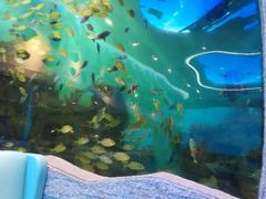 -瑞德姆美人鱼海底演艺主题餐厅(亚龙湾店)