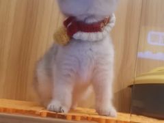 -欣宠猫屋·矮脚拿破仑·蓝金金渐层