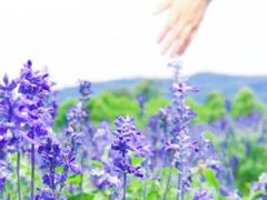 -紫颐香薰山谷景区