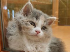 -帕帕拉兹宠物(亚洲旗舰店)