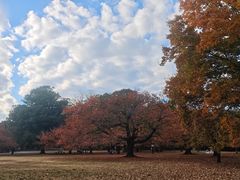 -井之头恩赐公园