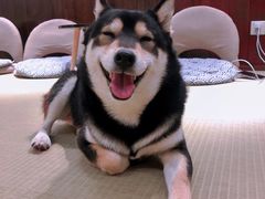-逗柴咖啡屋·狗咖猫咖宠物桌游
