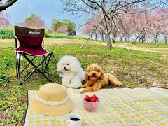 -天适樱花悠乐园