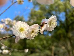 -杭州植物园