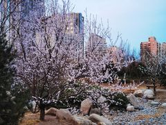-莲花池公园