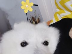 -翊宠yipet猫狗购宠庄园犬舍•猫舍