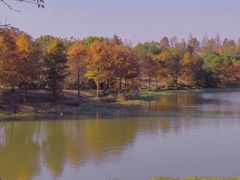 -上海海湾国家森林公园