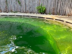 -大连金石滩绿发温泉假日酒店