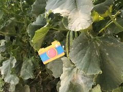 -庞各庄西瓜蔬菜采摘园·锦华瓜园