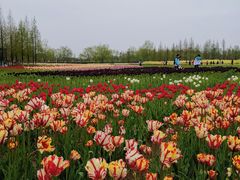 -杭州湾海上花田景区