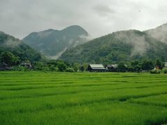-一棵树·意大利西餐厅One Tree(新城店)
