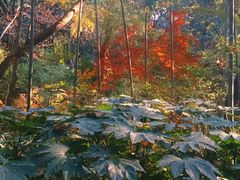 -杭州半山国家森林公园