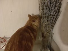 -平行世界·猫咖(首经贸店)