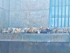 -西安秦岭野生动物园
