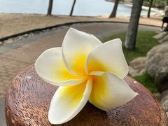 -日落吧·海景咖啡厅·餐酒吧·鸡尾酒·下午茶·乐队表演·浪漫夕阳·三亚文华东方酒店