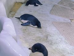 -海合安武汉极地海洋公园