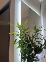 -柯莲娜医学美容