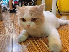 -志龙皇冠吃货椰子铺