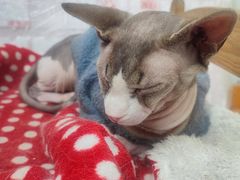-猫小院猫主题咖啡厅(北锣店)